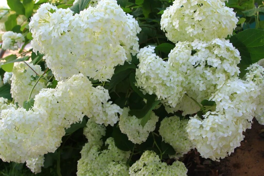 Питомник анабель ногинск гортензий. Питомник гортензий аннабель каталог с ценами. Питомник гортензий веры глуховой. Питомник гортензий аннабель каталог с ценами. Питомник гортензий аннабель каталог с ценами.