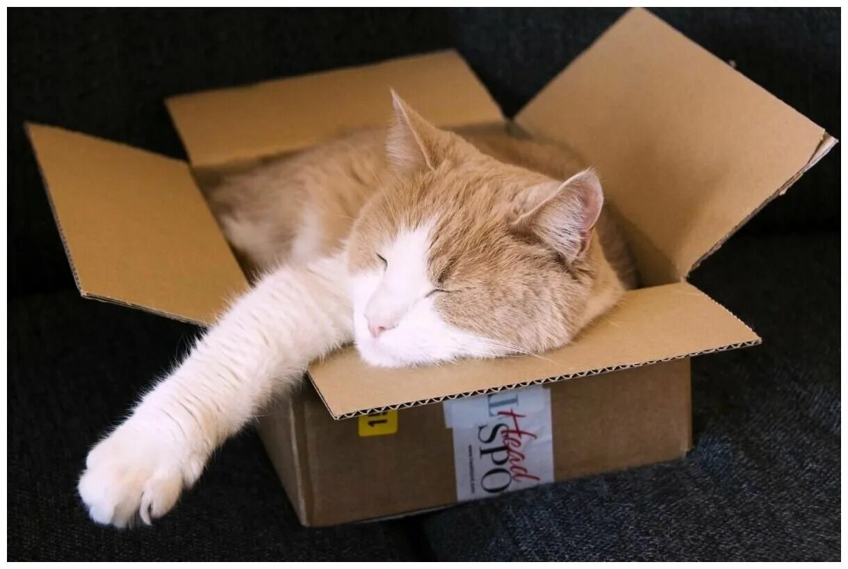 кошечка коробочка