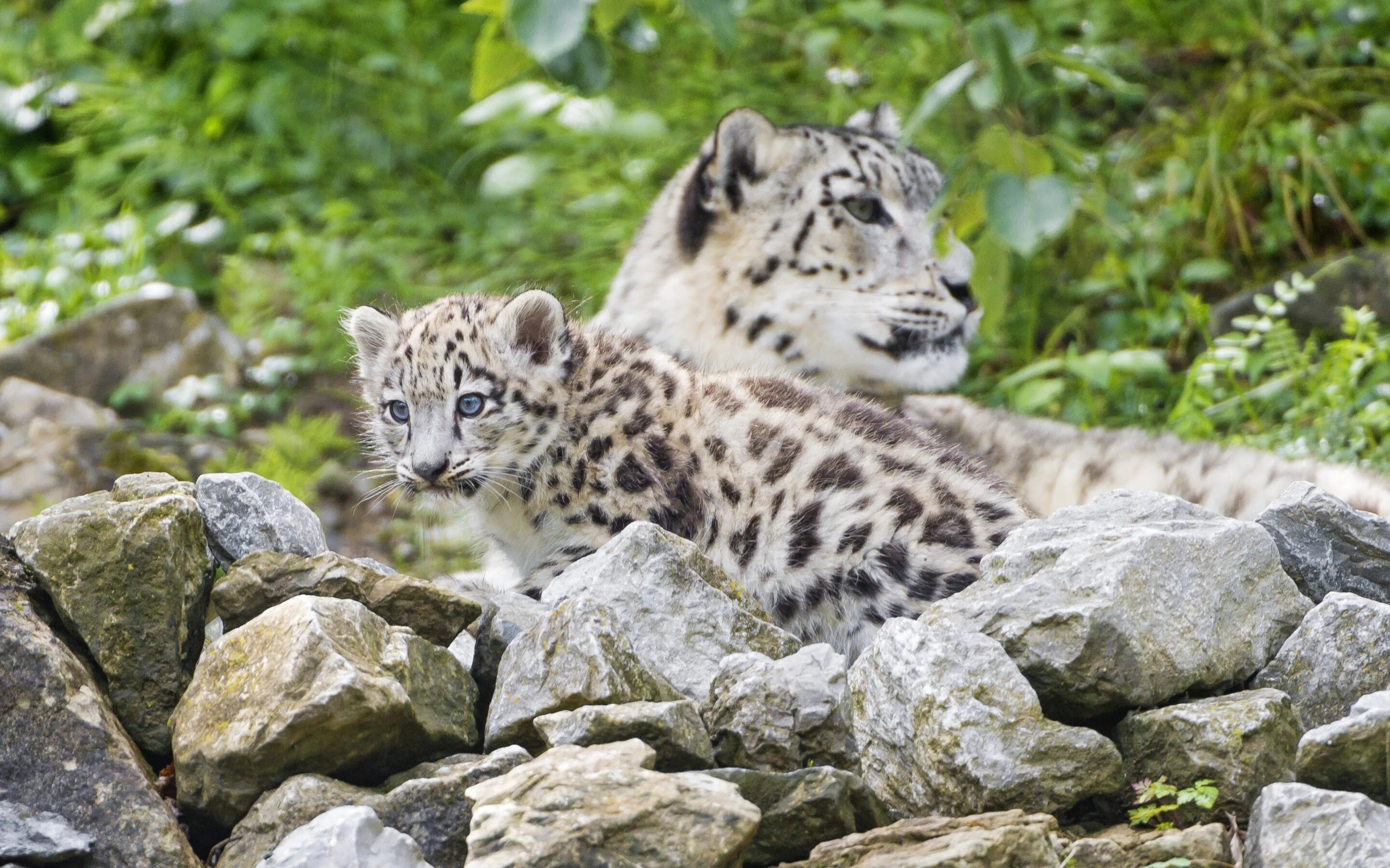 Épinglé sur БАРС Animaux beaux, Photo animaux, Photos animaux sauvages
