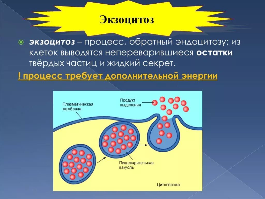 Экзоцитоз клеточная мембрана. Процесс экзоцитоза. Эндоцитоз и экзоцитоз мембран. Эндоцитоз и экзоцитоз. Воздействия твердых частиц