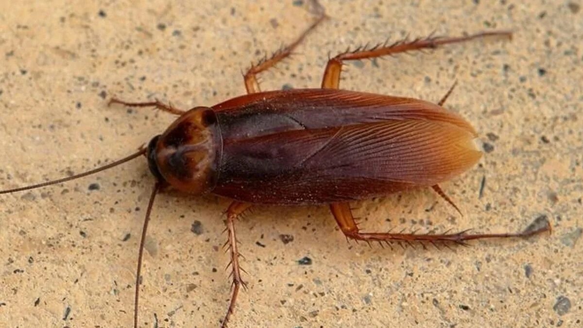 Cucaracha
