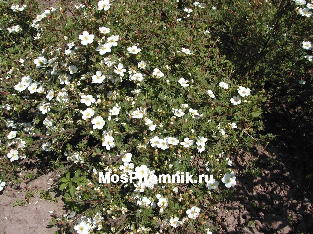 Как размножается лапчатка кустарниковая. Лапчатка кустарниковая стелющаяся. лапчатка кустарниковая abbotswood. лапчатка кустарниковая голдфингер. лапчатка стелющаяся красная.