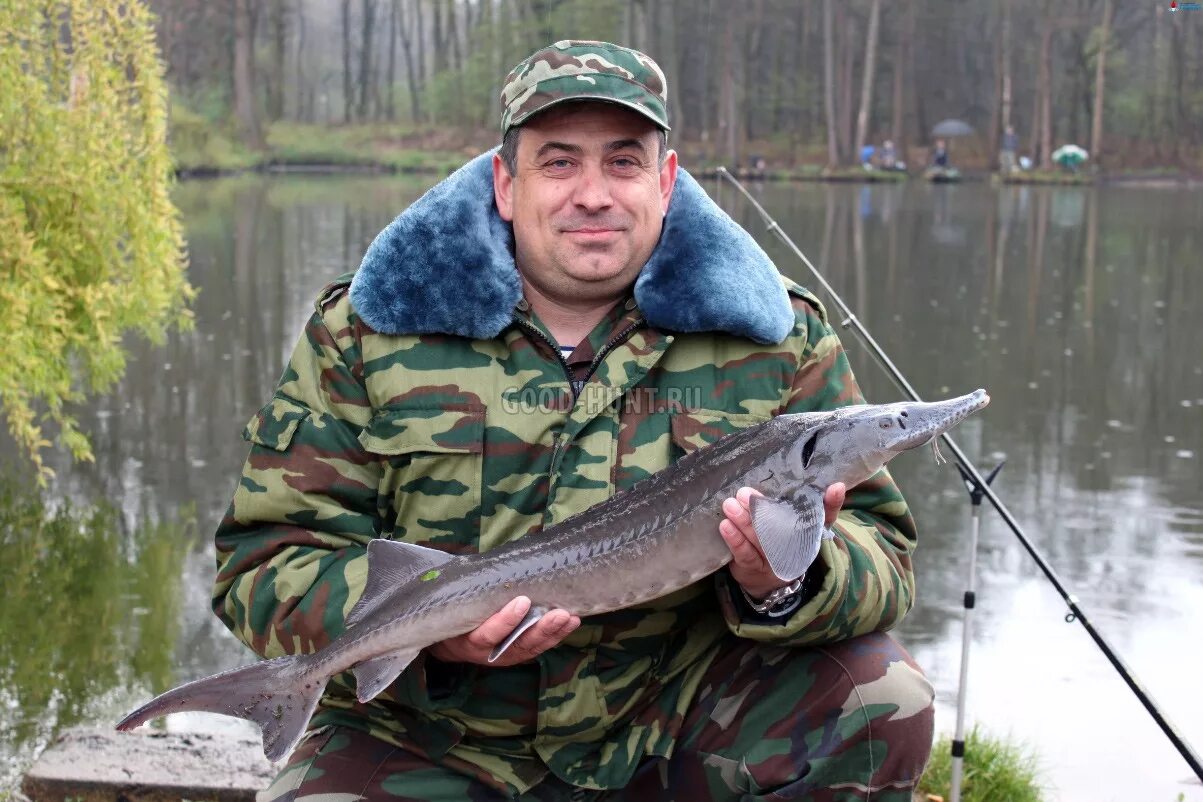 ловля осетра. ловля осетра. ловля осетра. ловля осетра. приманка на стерлядь на донку.