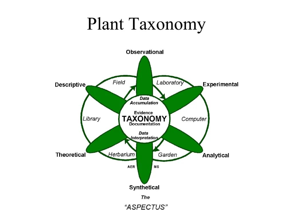 Plant taxonomy. Plant taxonomy presentation. Descriptive taxonomy. Taxonomy картинка. Field description