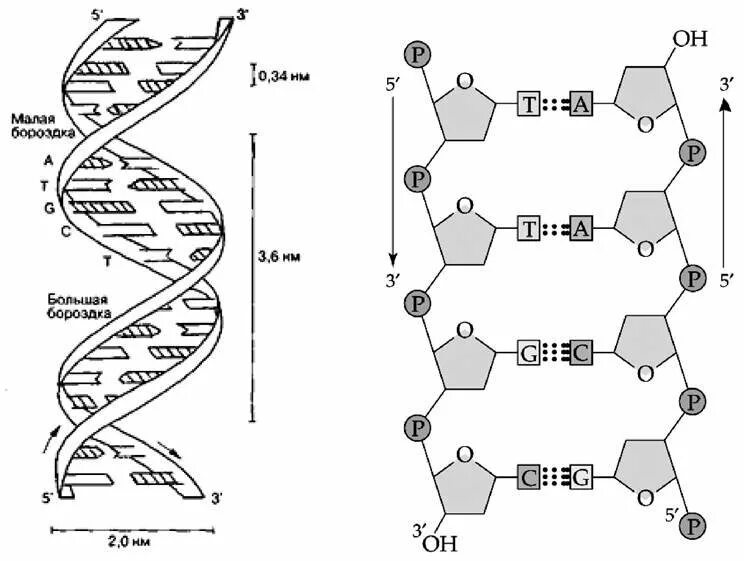 12 цепей днк. Схема строения нуклеотида ДНК И РНК. Схема строения нуклеотида ДНК. Схематическое строение нуклеотида ДНК. Структура второй Цепочки ДНК.