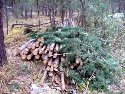 Повреждение насаждений