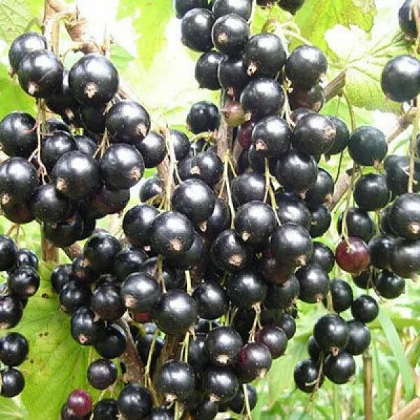 Багира сорт черной смородины. Смородина сорт багира. Смородина сорт багира. Смородина багира куст. Багира смородина черная саженцы.