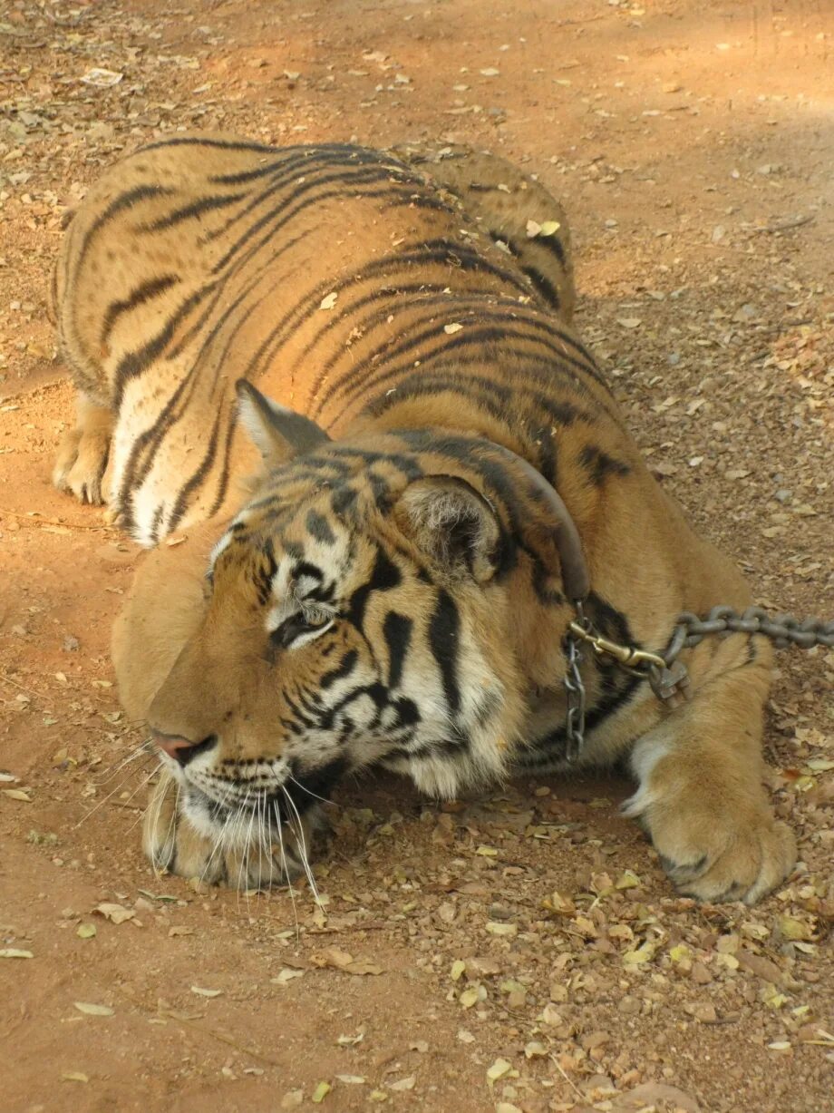 Раненый тигр. Tiger раненый зверь.