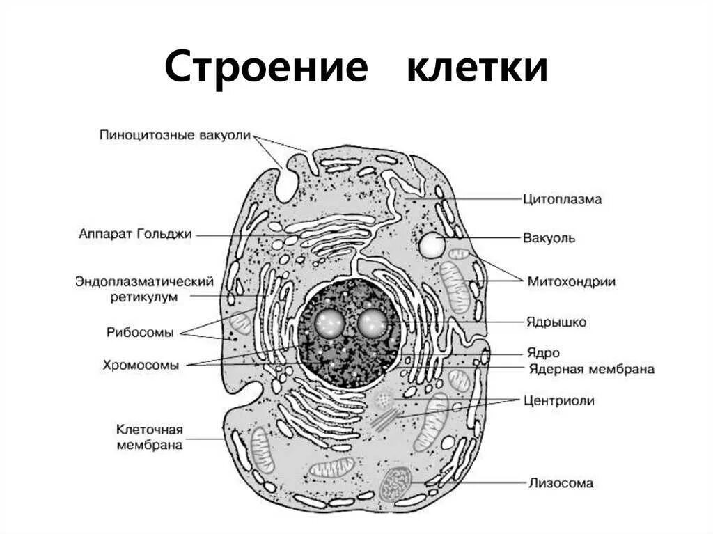 Строение эукариотической растительной клетки. Схема строения эукариотической растительной клетки. Строение органоидов клетки рисунки. Органоиды эукариотической клетки схема. Полость в цитоплазме клетки 7