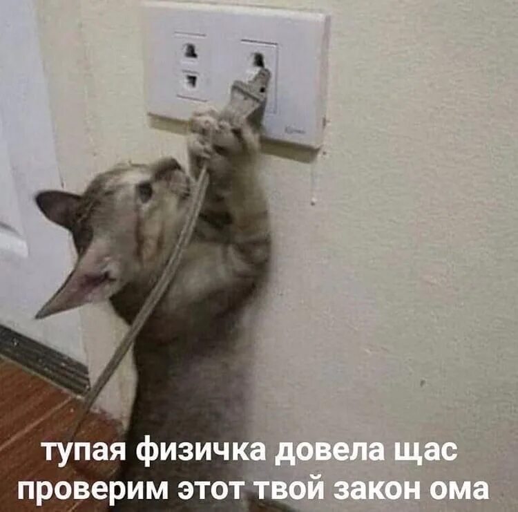 Глупый проверять