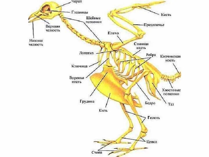 Кости птиц легкие в связи с тем. Скелет птицы пояс передних конечностей. Скелет птицы отделы позвоночника. Скелет птицы спинная кость. Скелет птицы строение позвоночника.