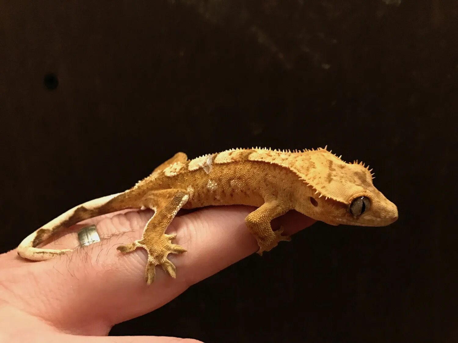 Ресничный геккон-бананоед. Бананоед ящерица. Бананоед ящерица. Новокаледонский реснитчатый бананоед. Ресничный геккон-бананоед.