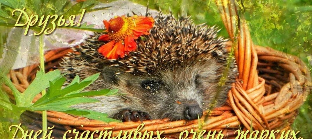 Августовское доброе утро позитивные открытки. Ежик осенью. август открытки. доброго августовского дня. доброе утро ежик.