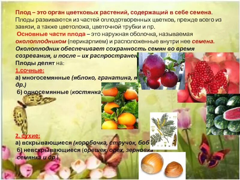 Какую роль играют семена в природе
