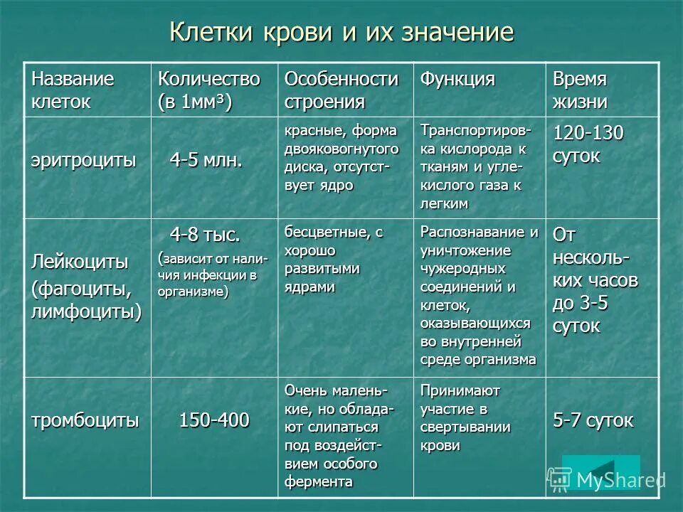Охарактеризуйте особенности строения и функции. Охарактеризуйте особенности строения и функции