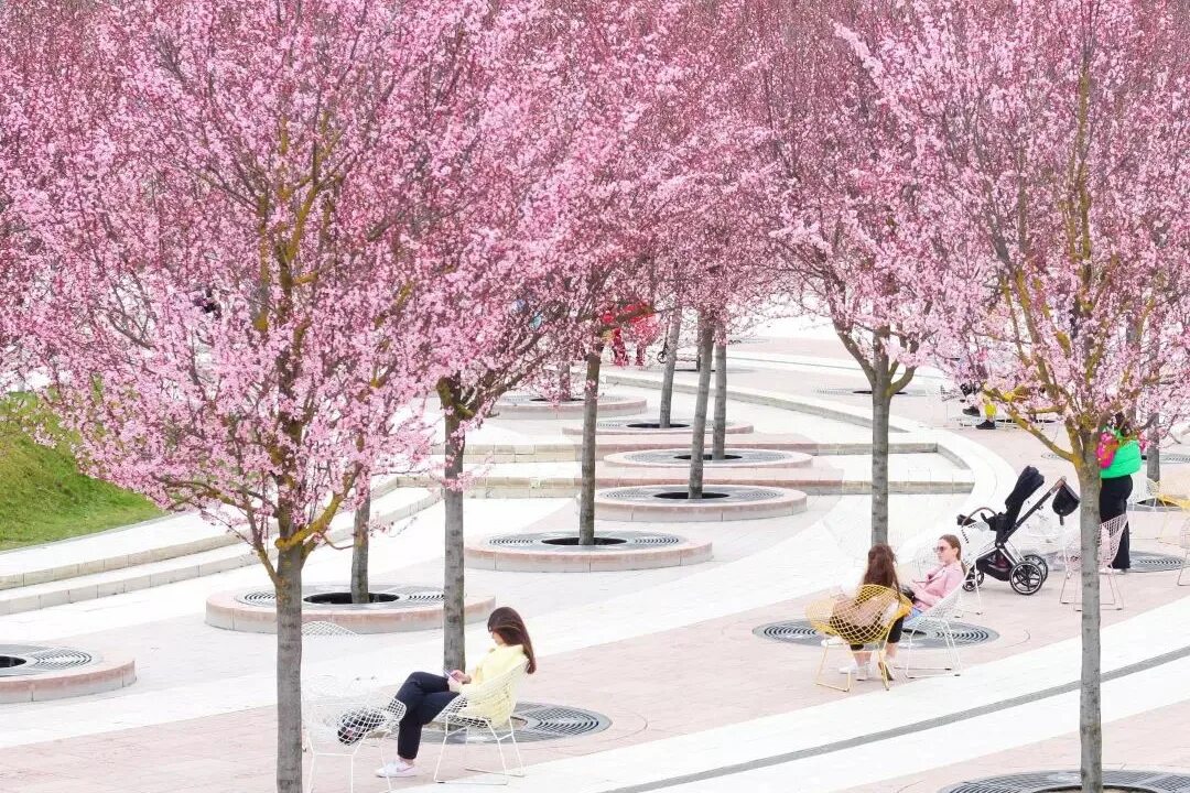 парк галицкого в краснодаре сакура. сакура в парке галицкого в краснодаре. краснодар парк галискова. парк галицкого в краснодаре цветение сакуры. парк галицкого в краснодаре сакура.