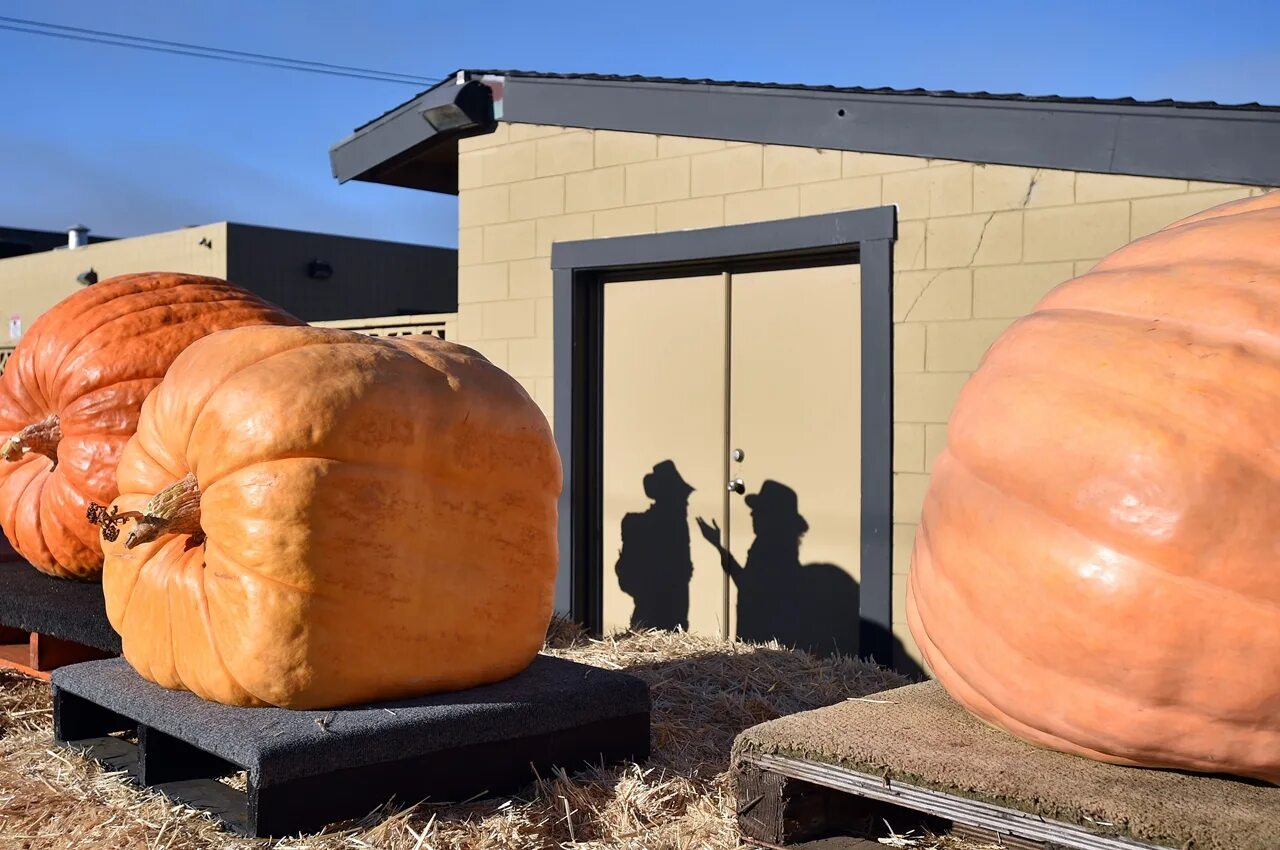 Сорт тыквы большой макс. Тыква гигант. Тыква маттиаса виллемайнса, 1190 кг. Тыква биг макс. Тыква великий макс.