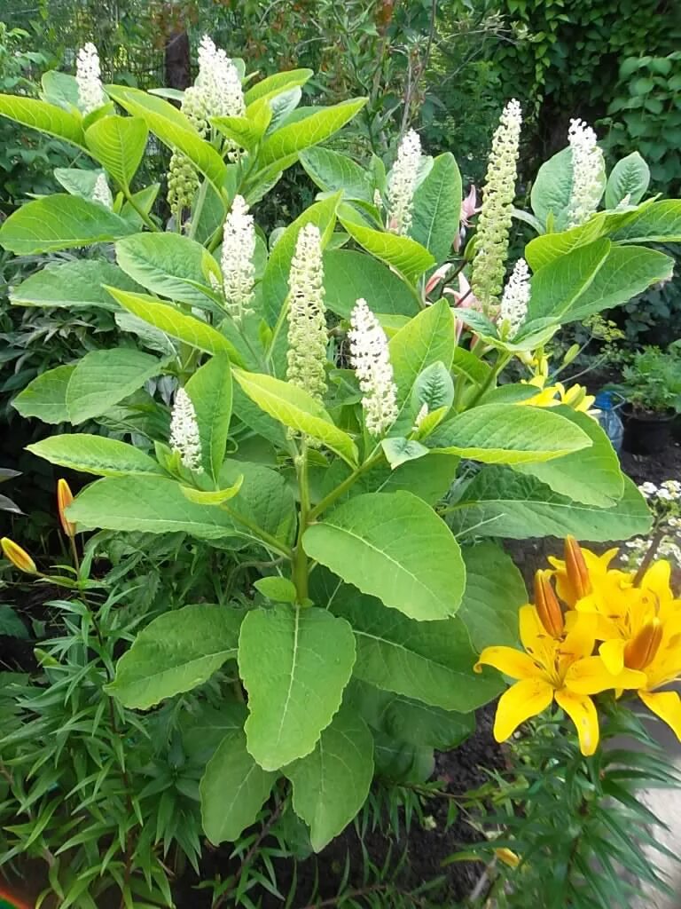 Цветок цветет свечкой. Цветок цветет свечкой. Пахистахис лютея. Пахистахис якобиния цветок. Цветок цветет свечкой.