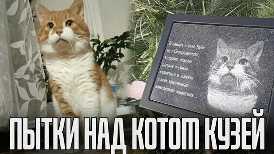 петиция о коте. замучили кота в северодвинске. петиция о коте. в память о коте кузе из северодвинска. кот кузя северодвинск.