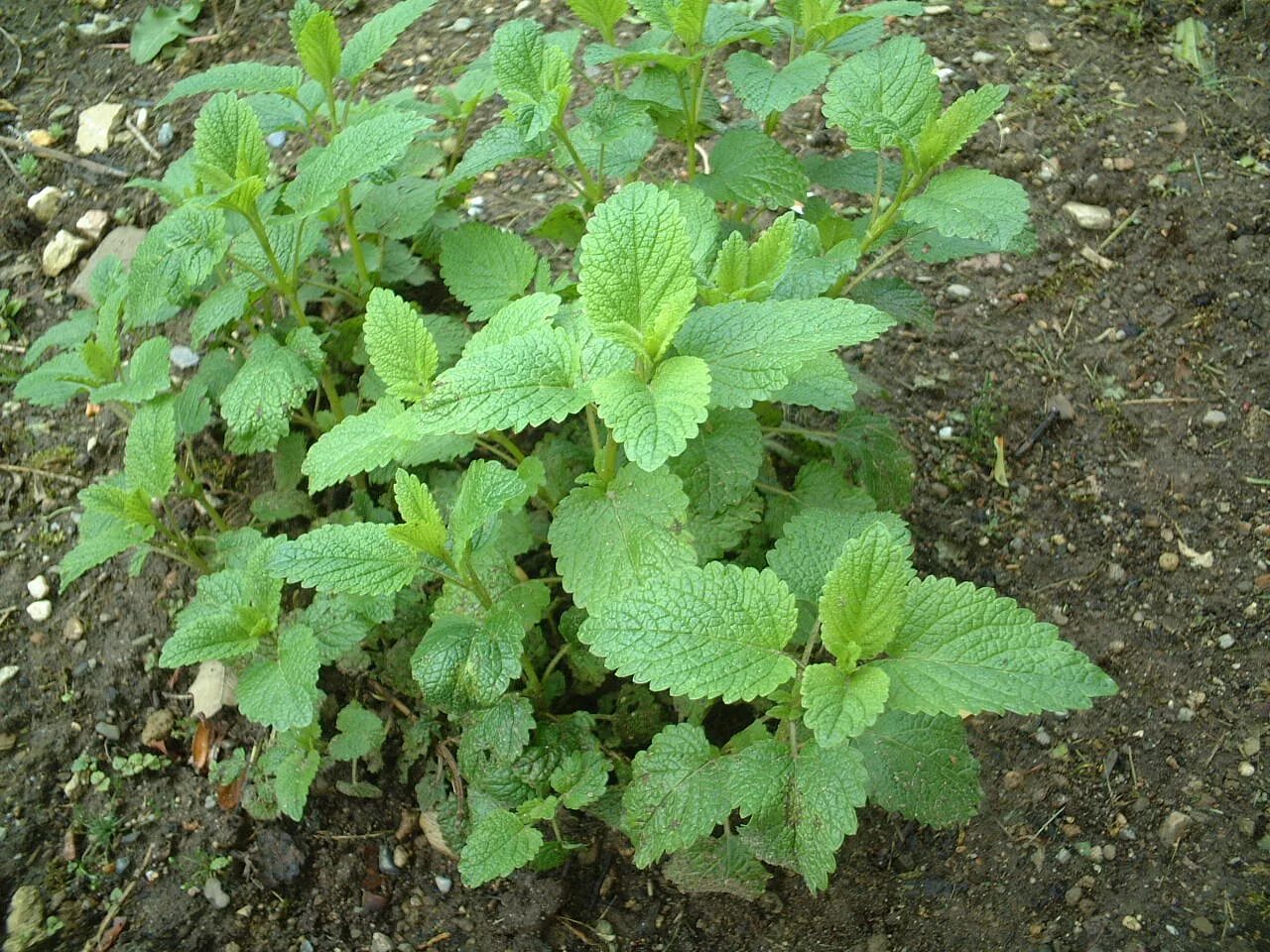 Мята Земляничная. Мята Земляничная ( Mentha species Erdbeerminze). Кис растение