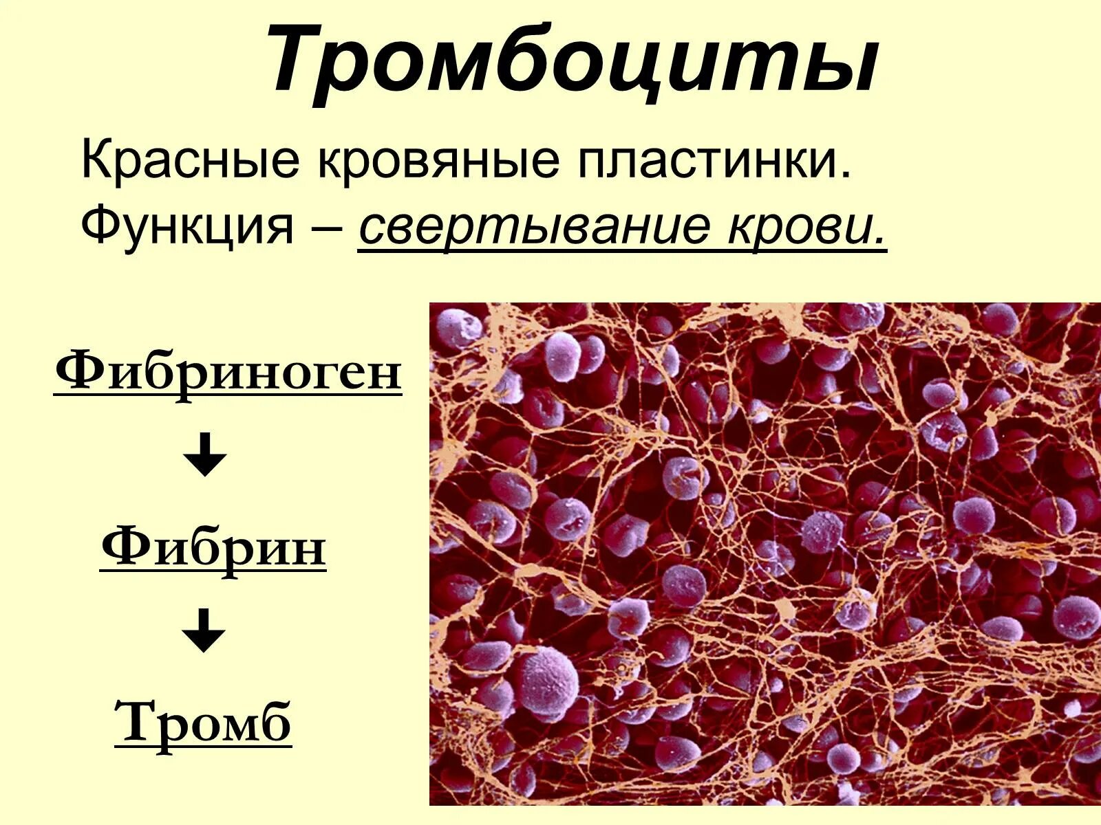 Образование тромба из фибрина