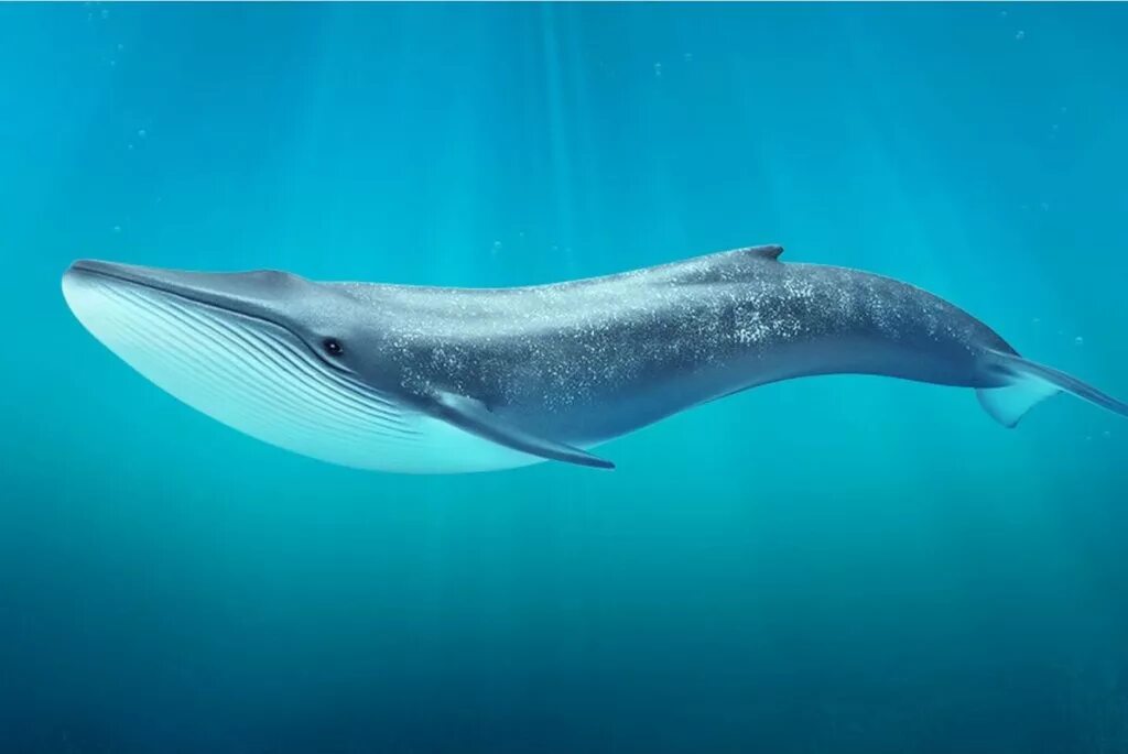 Сейвал (ивасевый кит). Сейвал (ивасёвый кит) (Balaenoptera Borealis). Голубой кит Balaenoptera musculus. Синий кит (голубой кит).