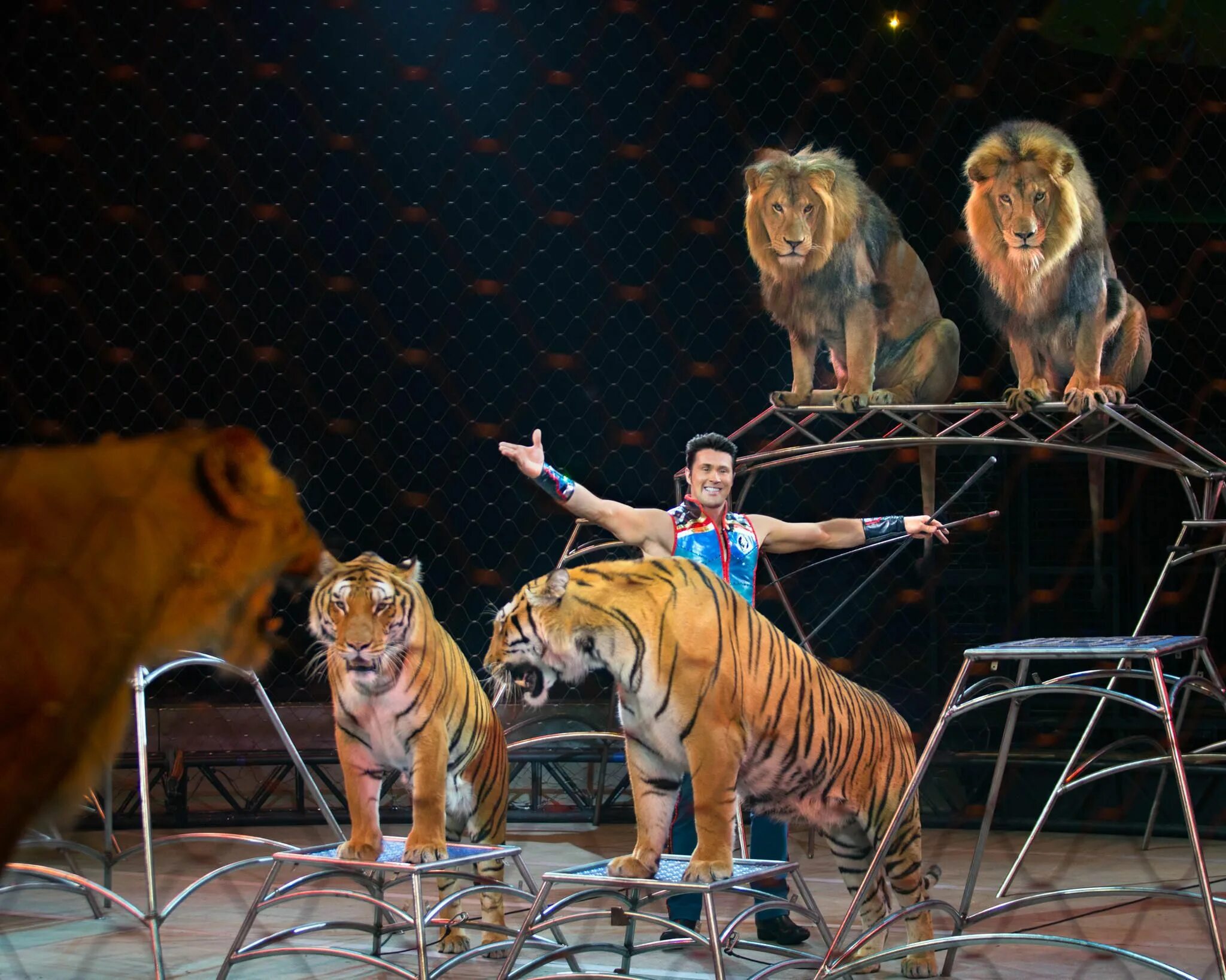 Цирк бенгальские тигры. Дрессировщик тигров в цирке. Дрессировщица Циркус. Дрессированные животные в цирке. Тигры на арене цирка.