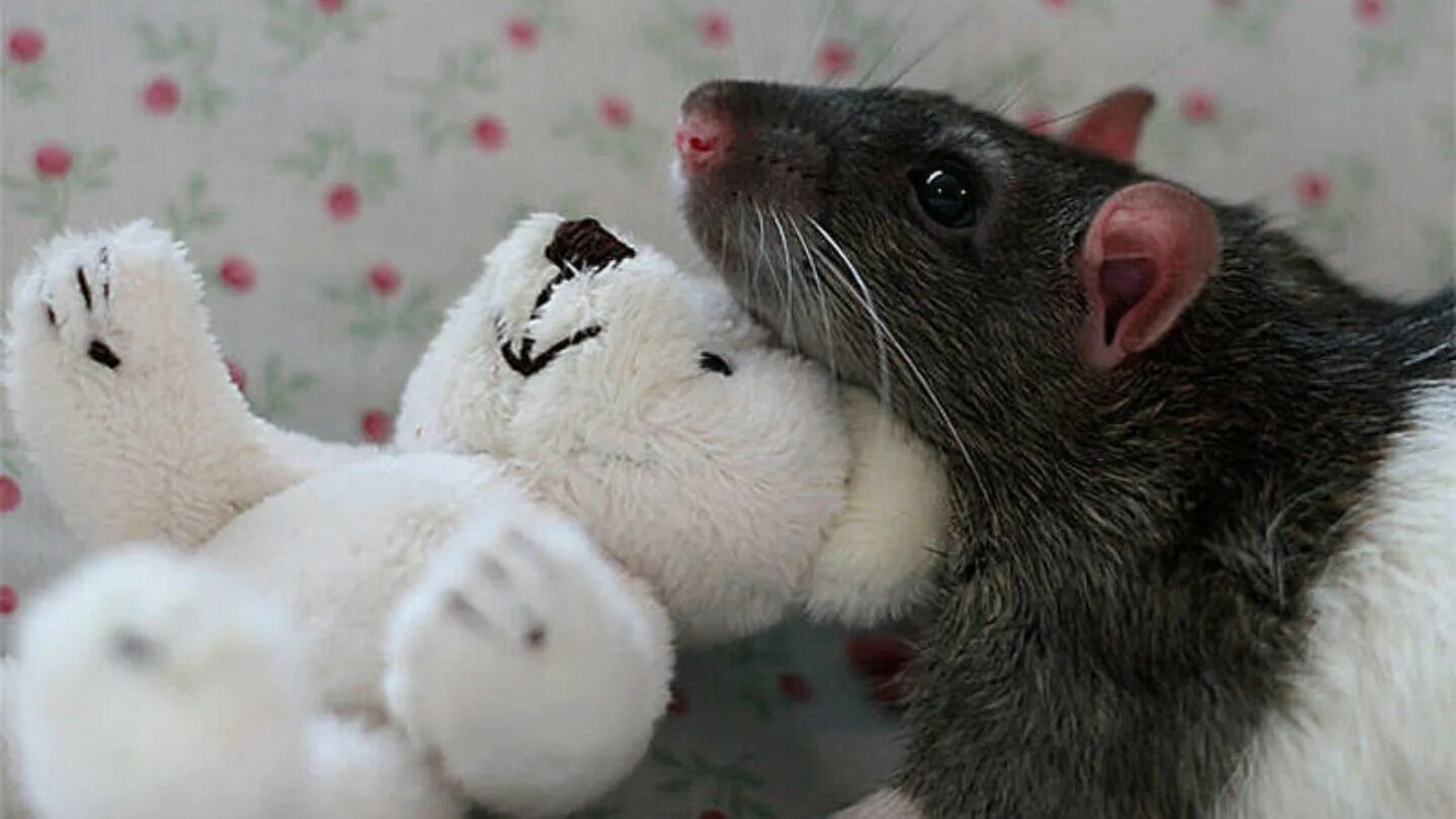 Милая мышь. Милые крысы. Милая крыса. Милые мышки. Игрушки для крыс.