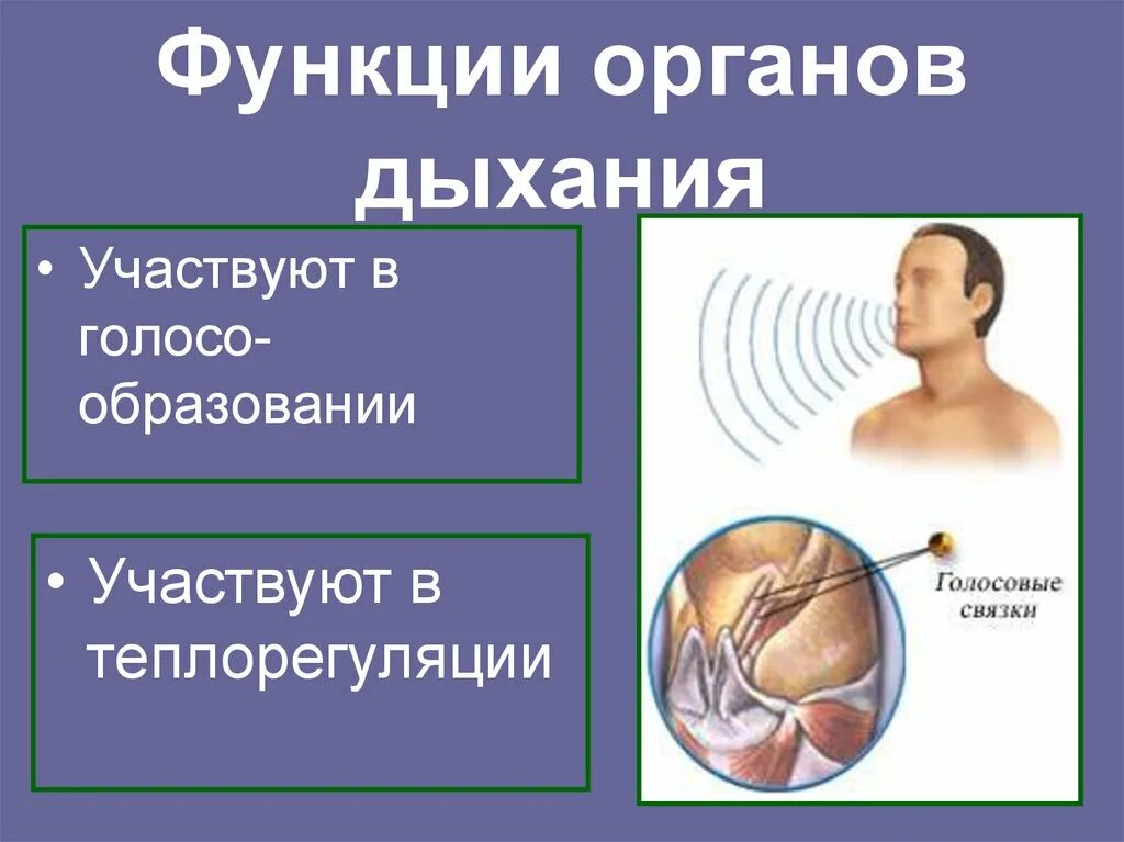 Какие органы принимают участие в дыхании. Системы участвующие в дыхании. Теплорегуляция у органов дыхания. Функции дыхательной системы теплорегуляция. Органы участвующие в теплорегуляции.