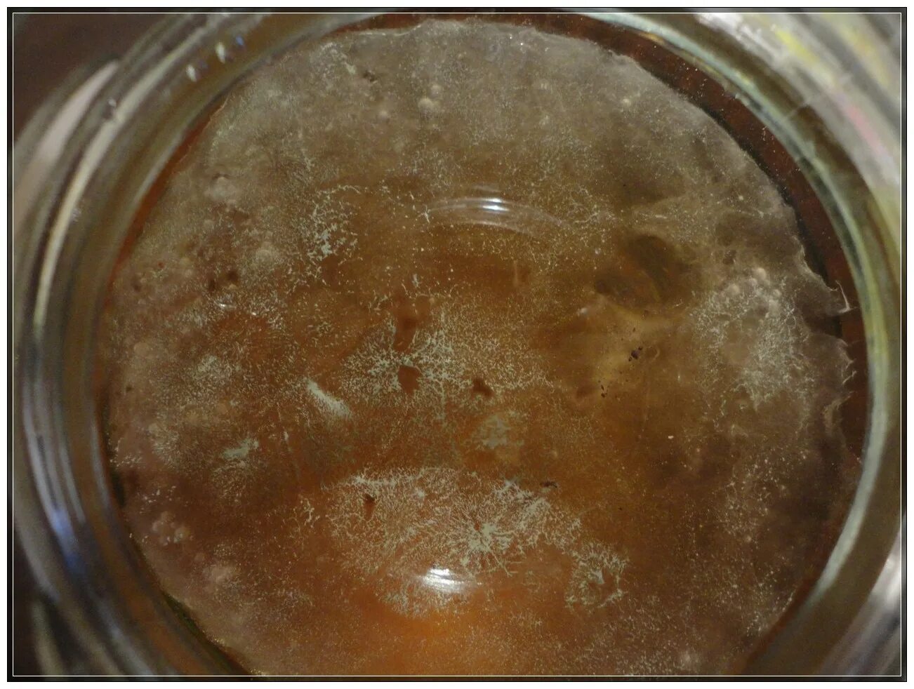 Чайный гриб медуза. Чайный гриб. Белая плесень на чайном грибе. Чайный гриб плесень на поверхности. Грибы утонул