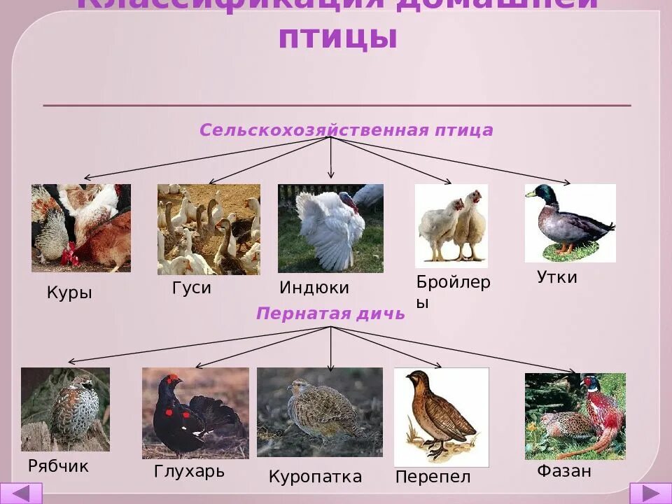Типичные птицы представители. Относить и птиц. Характеристика экологических групп птиц 7 класс. Относить и птиц. Типичные птицы представители.