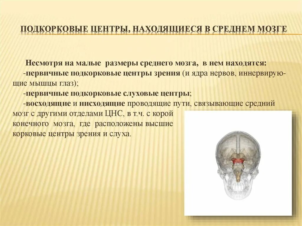 Подкорковый центр зрительного анализатора находится в. Первичные зрительные подкорковые центры расположены в:. Подкорковые цен ры зрения. Подкорковые центры зрен я.