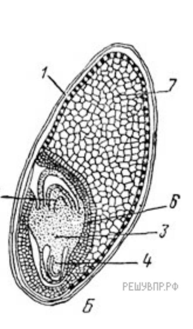 Рассмотрите рисунок семени какая структура обозначена. Рисунок семени. Строение клетки семени. Структура жизнедеятельности семени. Рассмотрите рисунок семени.