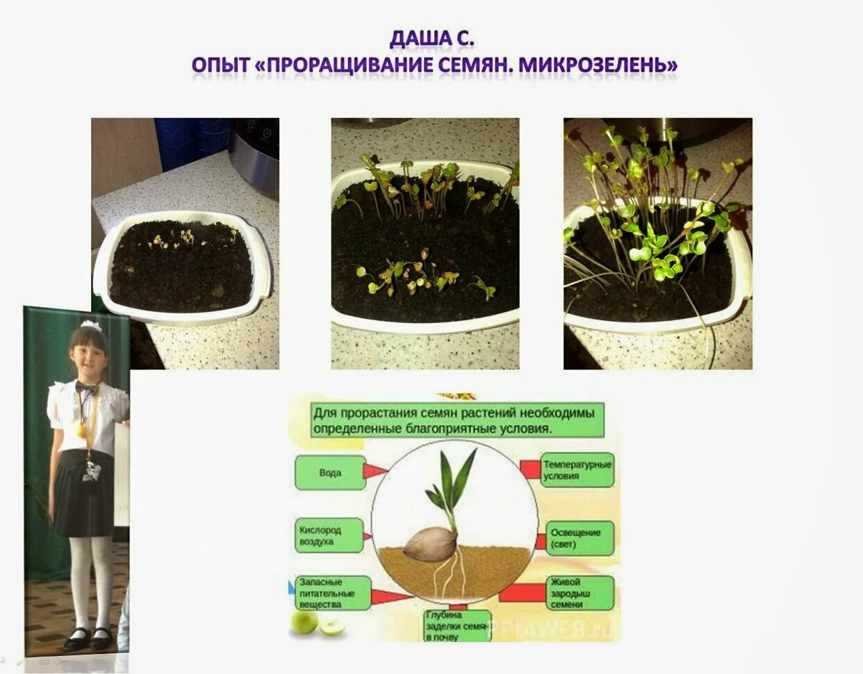 Прорастание семян 6 класс биология кратко. Условия прорастания семян. Благоприятные условия для прорастания семян. Условия влияющие на прорастание семян. Факторы прорастания семян.