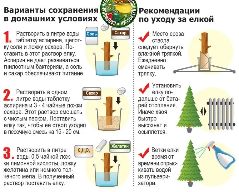 Как правильно ставить живую елку дома. Как сохранить елку. Какммтавить живую елку. Как установить живую елку. Приметы елки дома