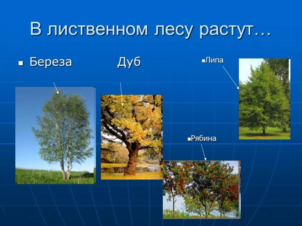 Тип лиственного леса 8. Что растет в лиственном лесу. какие деревья растут в лиственном лесу. что растет в лиственных лесах. какие растения растут в лиственных лесах.