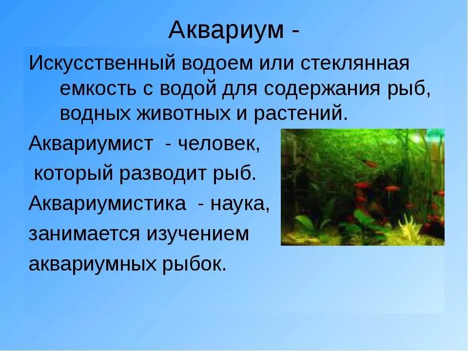 Обитатели аквариума 5 класс биология. Аквариум для презентации. Аквариумные рыбки проект. Сообщение на тему аквариум. Аквариум искусственная экосистема.