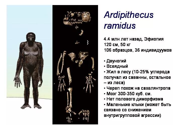 Гоминиды объем мозга. Ардипитек кадабба. Австралопитек рамидус. Ардипитек рамидус характеристика. Скелет Ardipithecus ramidus.