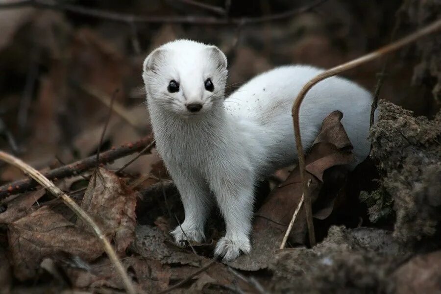 Горностай (Mustela erminea). Ласка (Mustela nivalis). Горностай в тундре. Горностай Куньи. Самый маленький хищник на планете 5