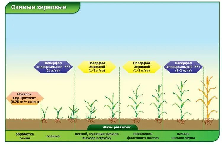 Удобрение для урожайности. Схема подкормки озимой пшеницы. Период вегетации озимой пшеницы. Удобрение Яровой пшеницы схема. Фаза кущения Яровой пшеницы.
