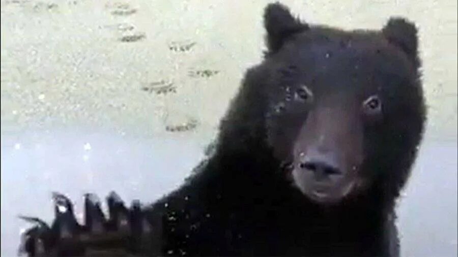 Дрон с350. Ид-400а дрон. Мишка дрон. Дрон zfr f195. Stm каргу-2 дрон.