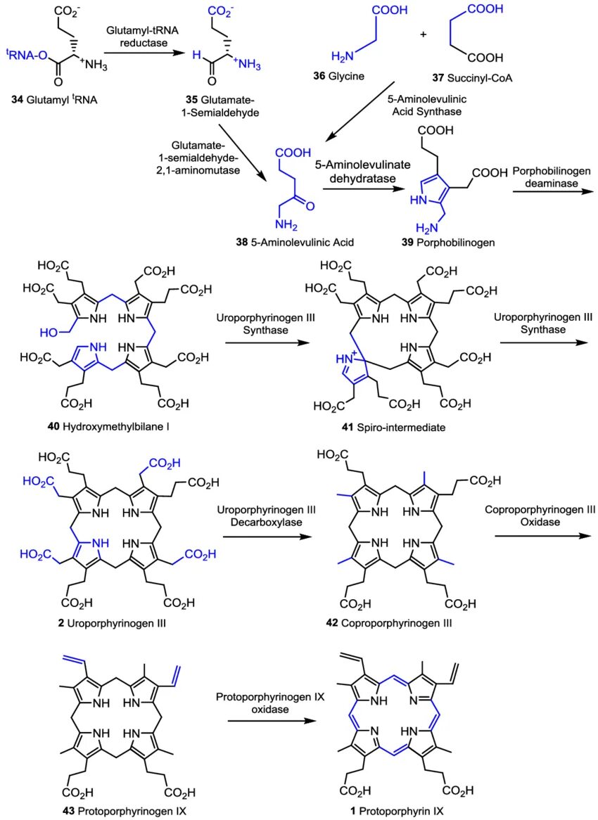 Протопорфириноген IX. Протопорфириноген IX формула. Протопорфирин 3 типа схема. Копропорфириноген III.