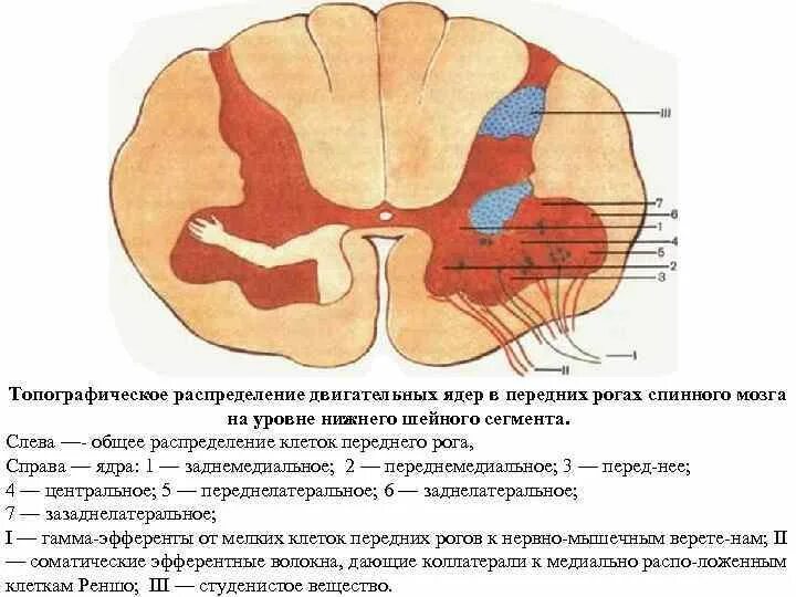 Передние и задние рога сегментов спинного. Передний Рог серого вещества спинного мозга. Ядра Рогов спинного мозга анатомия. Мотонейроны передних Рогов спинного мозга. Ядра спинного мозга Сапин.