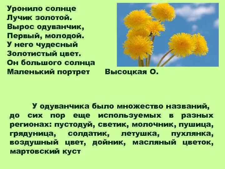 Одуванчик высотская 2 класс. Уронило солнце лучик золотой вырос одуванчик. Вырос одуванчик. Стихотворение про одуванчик. Стих про одуванчик для детей.