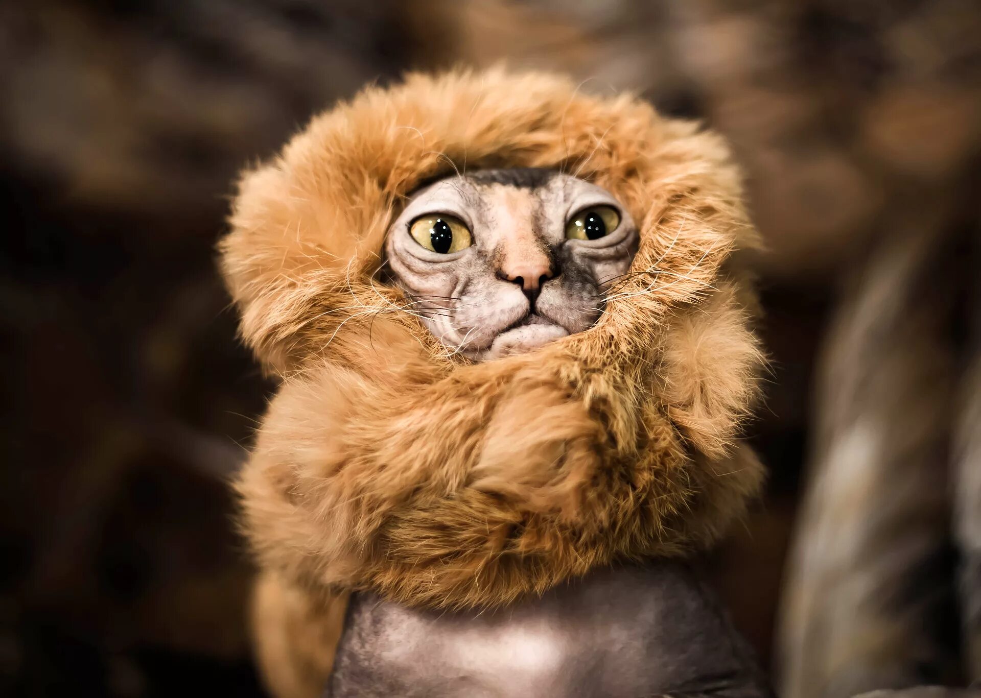 Самые смешные кошки. Киканджу. Коты везде. Котики смешные. Забавно смотрится.