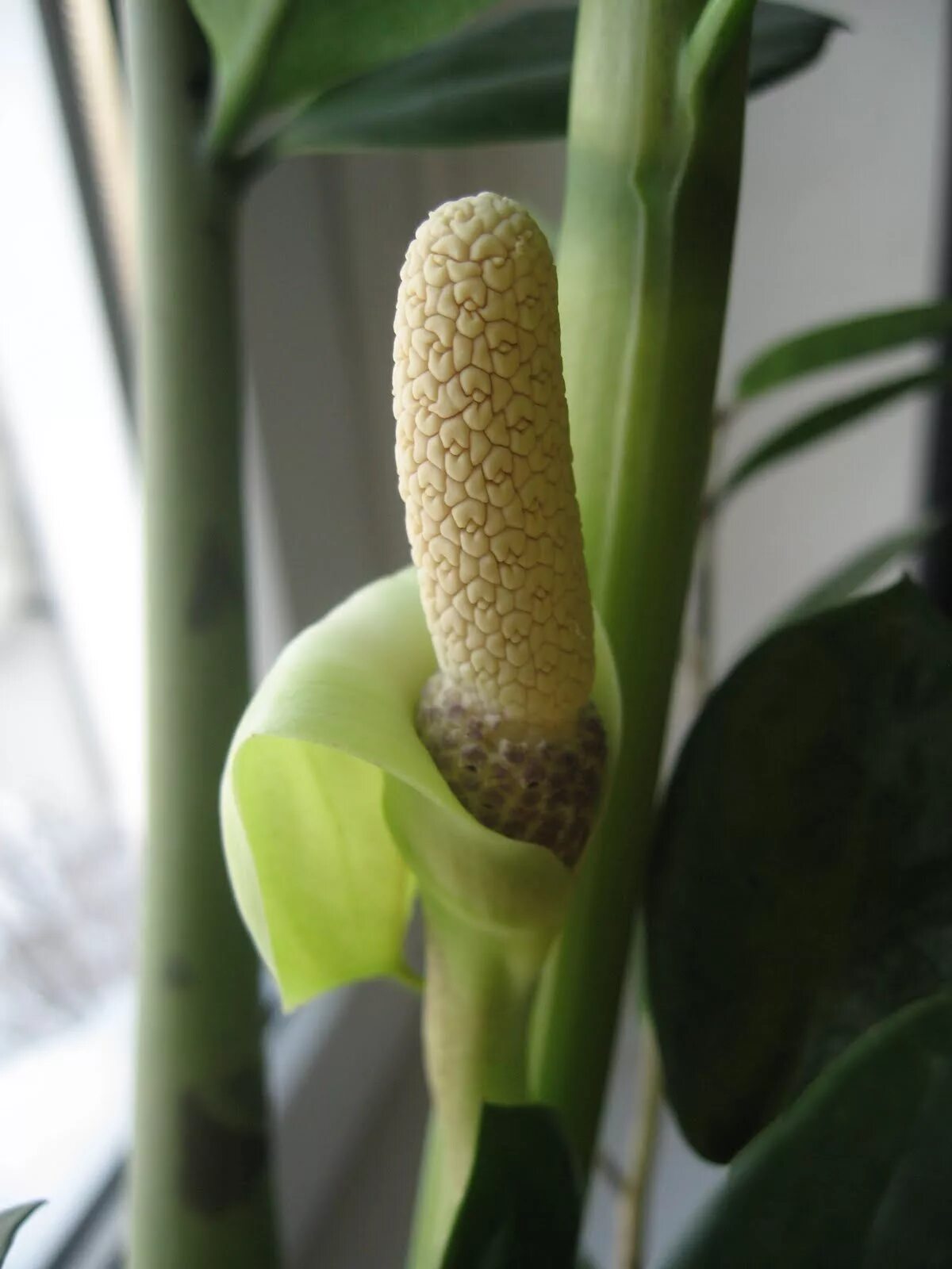 долларовое дерево цветы как цветут. замиокулькас цветет. замиокулькас цветок цветет. долларовое дерево цветы как цветут. замиокулькас буавена.