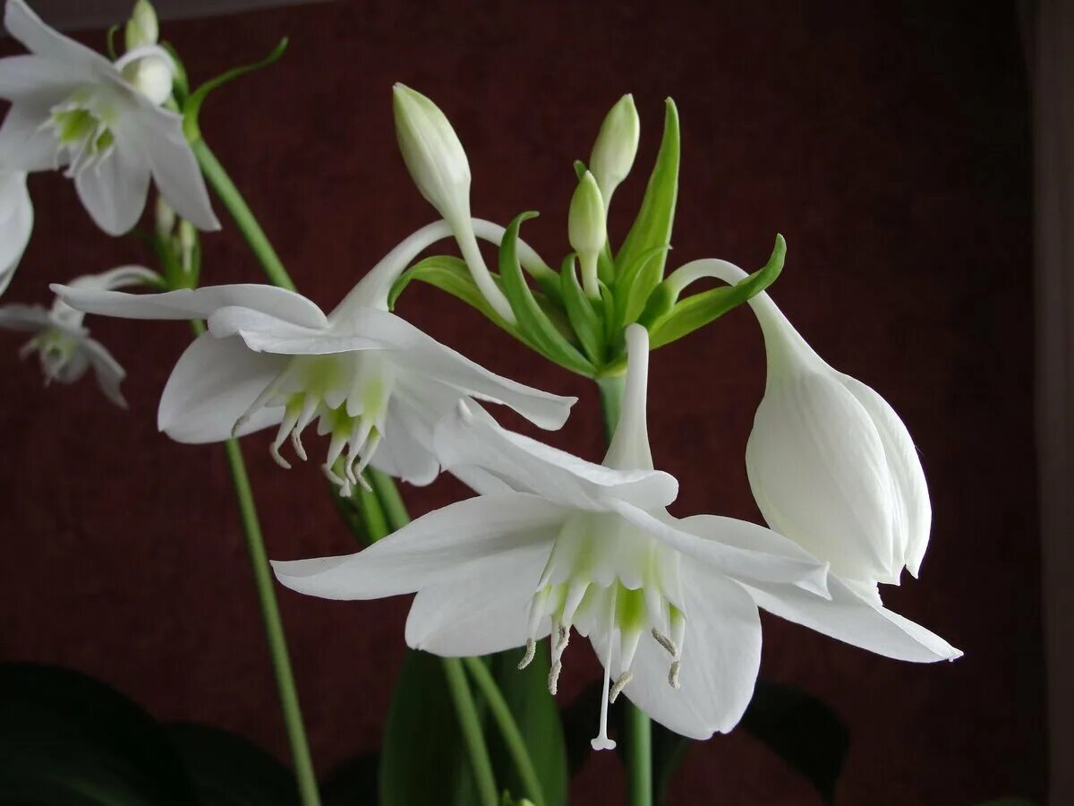 Комнатный цветок с белыми цветами название. Эухарис Амазонская Лилия. Эухарис грандифлора. Лилия (Амазонская Лилия эухарис). Эухарис Сандера.
