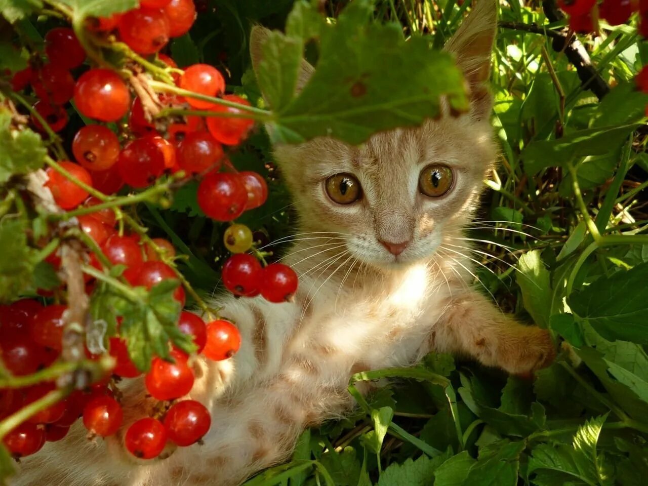 Коты ягоды