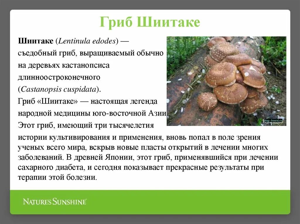 Грибы шиитаке свойства. Шиитаке Lentinula edodes. Культивируемые грибы шиитаке. Шиитаке гриб описание. Шиитаке сообщение.