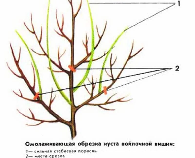 Нужно ли обрезать вишню. Обрезать вишню весной. Обрезка вишни и черешни весной. Обрезка войлочной вишни. Обрезка вишни войлочной весной схема для начинающих.